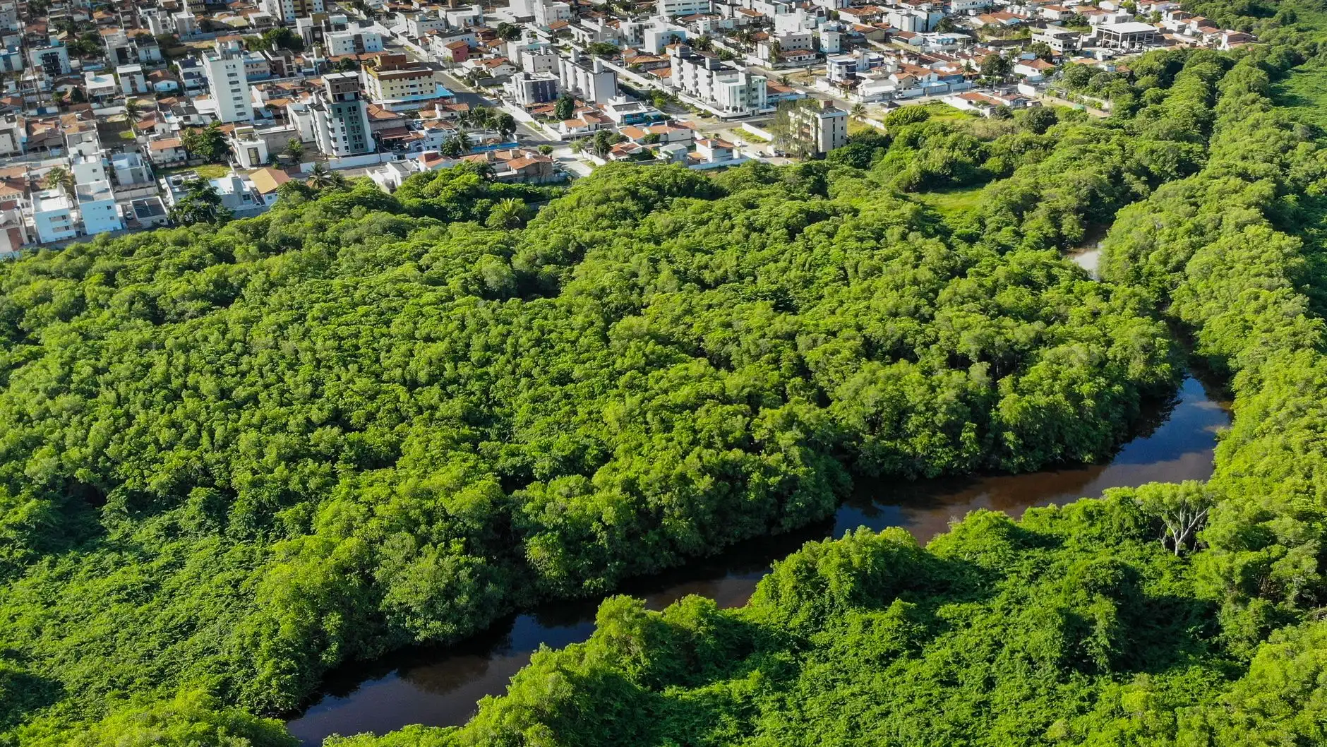 Capa do artigo: Ecossistemas de Desenvolvimento: A Escolha Certa em 2025-2026