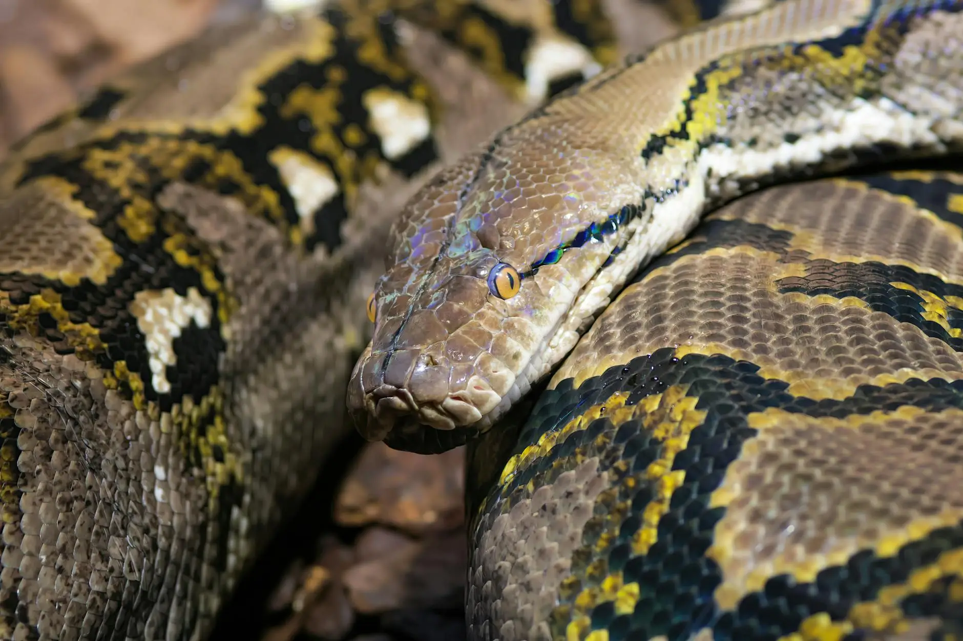 Python: O Gigante Versátil e a Coroa da IA